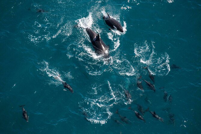 Kaikoura Whale Watching - 45 Minute Ocean Safari - Dolphins, seals, and the shoreline