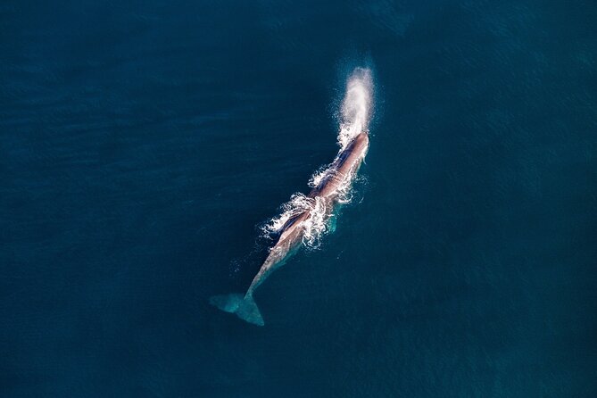 Kaikoura Whale Watching - 45 Minute Ocean Safari - Daniel and the value of guided flying