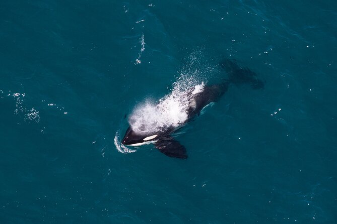 Kaikōura Whale Watching and Scenic Landing - 1hr Premier Tour - Why Kaikōura is made for whale watching