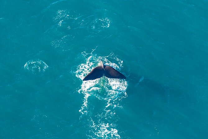 Kaikōura Whale Watching and Scenic Landing - 1hr Premier Tour - Wildlife watching from above