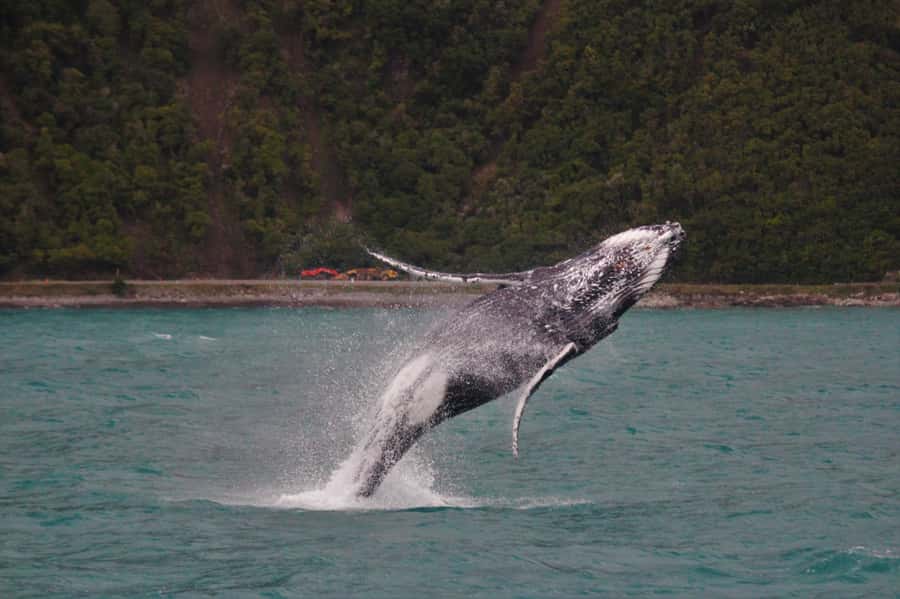 Kaikoura: Whale Watching Cruise - The first run offshore
