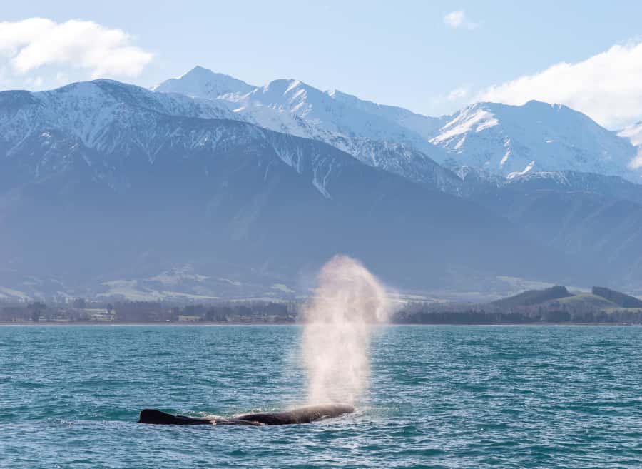 Kaikoura: Whale Watching Cruise - Dolphins, seals, and birds fill the gaps