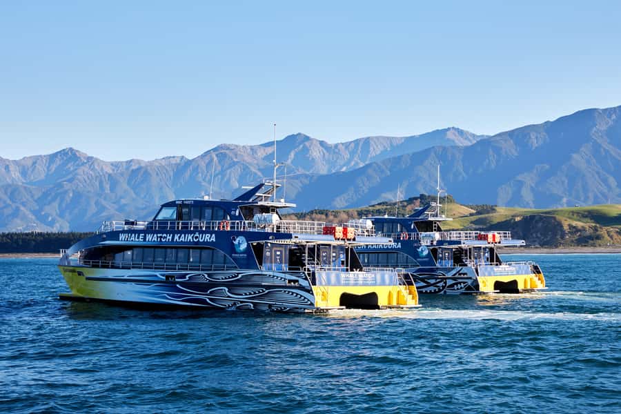 Kaikoura: Whale Watching Cruise - The return trip and the overall pace
