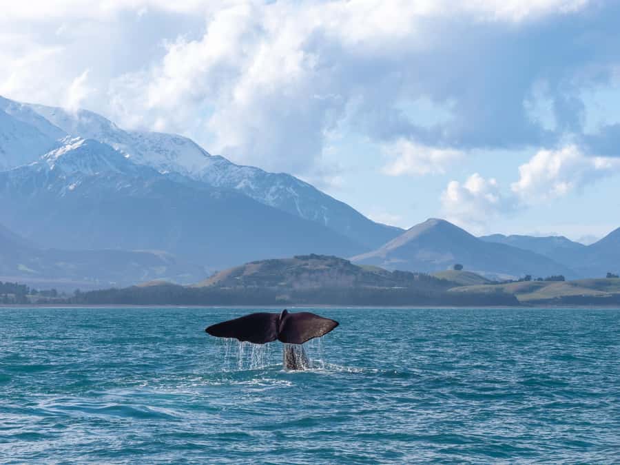 Kaikoura: Whale Watching Cruise - Who should book this Kaikoura cruise?
