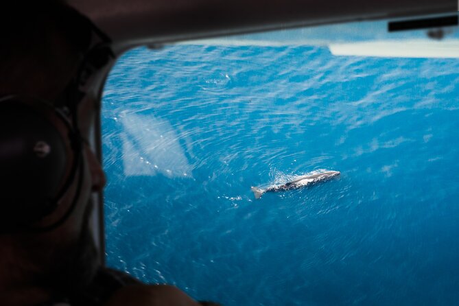 Kaikoura: Whale Watching Flight - Key points to know before booking