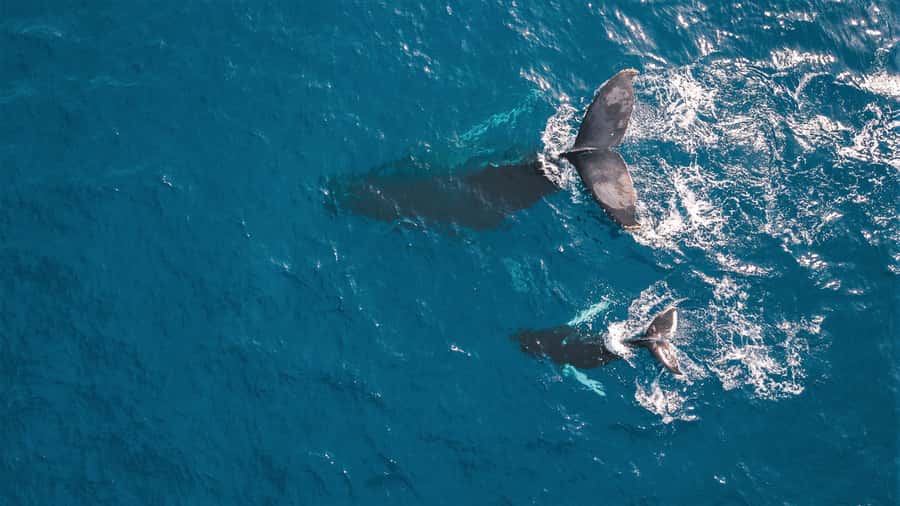 Kaikoura: Whale Watching Flight with Commentary - Arriving at Kaikoura Airport