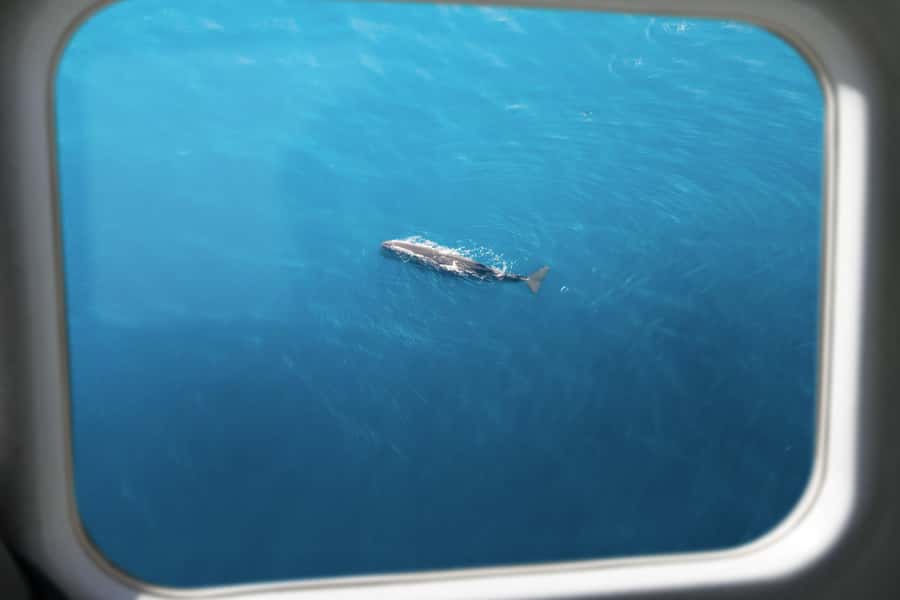 Kaikoura: Whale Watching Flight with Commentary - Who Should Book This Flight?