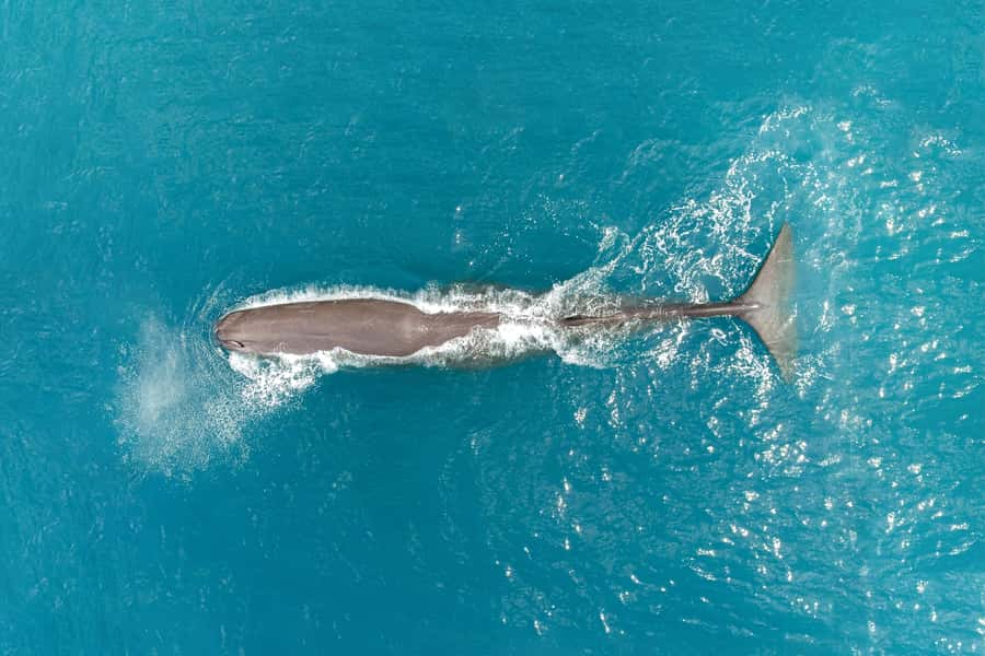 Kaikoura: Whale Watching Flight with Commentary - The 15-Minute Safety Briefing
