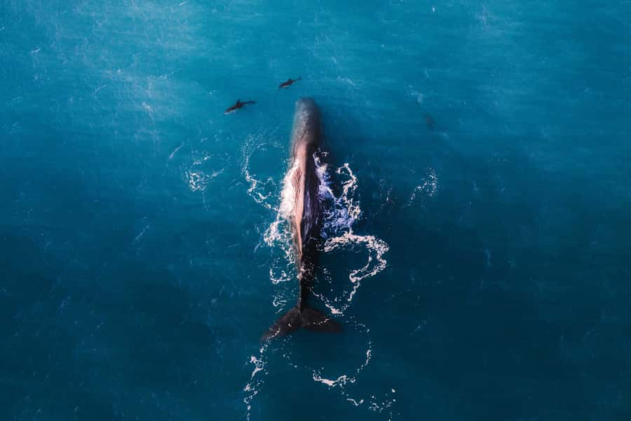 Kaikoura: Whale Watching Flight with Guided Commentary - Why see Kaikōura’s whales from an aircraft?