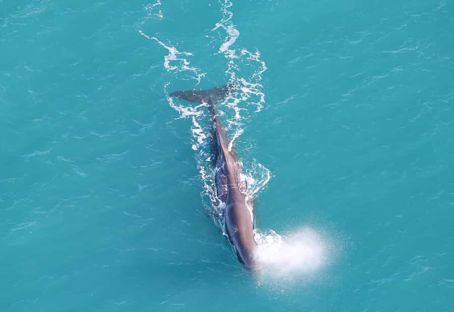 Kaikoura: Whale Watching Flight with Guided Commentary - The briefing: short, useful, and worth hearing