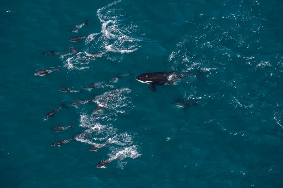 Kaikoura: Whale Watching Flight with Guided Commentary - What you might see from your window
