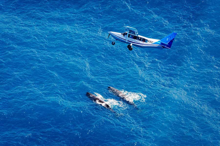 Kaikoura: Whale Watching Flight with Guided Commentary - Arriving at the log-cabin terminal