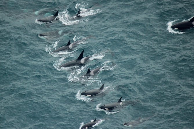 Kaikoura: Whale Watching Flight - Seeing Kaikoura from the air