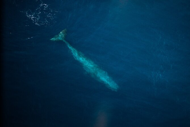 Kaikōura Whale Watching Scenic Flight (40 Minutes) - How the crew handles difficult conditions