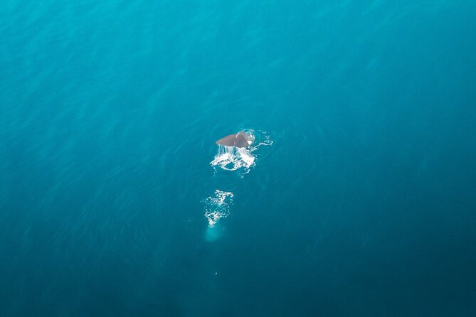 Kaikōura Whale Watching Scenic Flight (40 Minutes) - Is $170.66 a fair price?