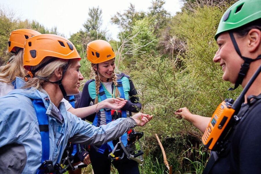 Kaikōura: Zipline and Native Forest Adventure Trip - Who will enjoy this most?