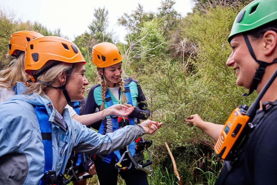 Kaikōura: Zipline and Native Forest Adventure Trip - Price, timing, and what the $118 includes