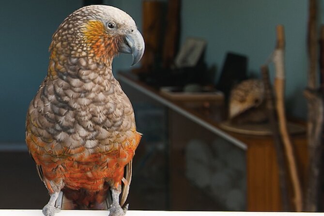 Kapiti Island Classic Guided Day Tour - A one-hour walk with birds and island stories