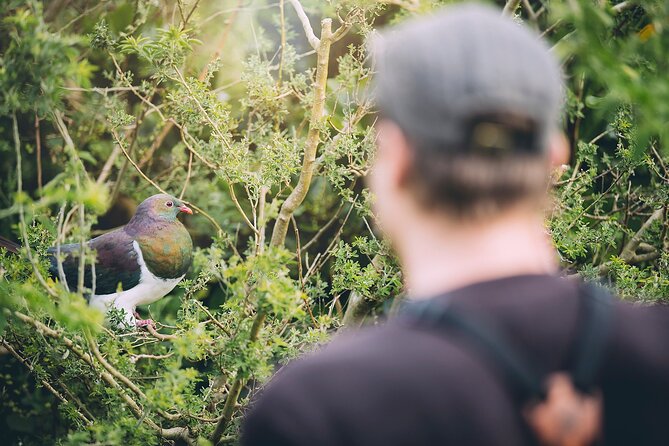 Kapiti Island Classic Guided Day Tour - Is $191.76 good value?