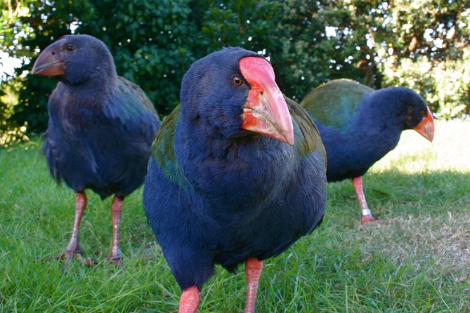 Kapiti Island: Classic Guided Day Tour - A Guided Walk Built Around Story and Birds