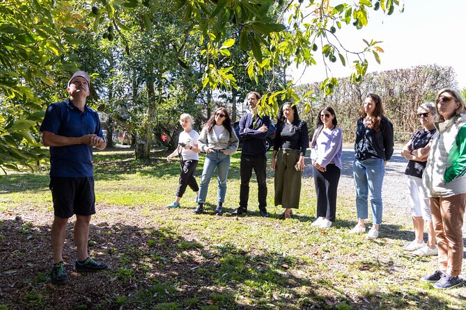 Katikati Avocado Adventure - Katikati Avocado Adventure at a glance