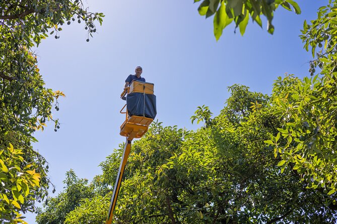 Katikati Avocado Adventure - The Gourmet Tour adds a much larger tasting