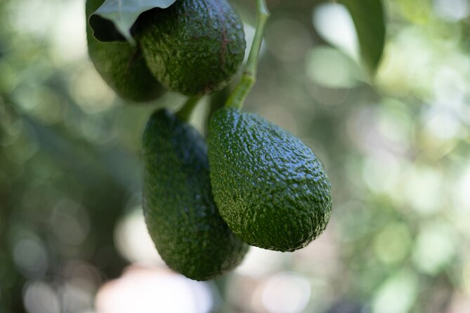 Katikati Avocado Adventure - The orchard walk explains the fruit from tree to table