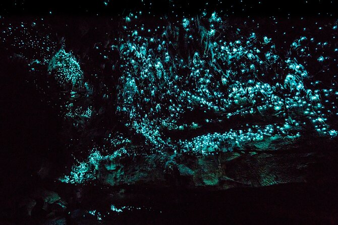 Kawiti Family Glowworm Caves Guided Tour in Bay of Islands - From Waitangi Wharf into the Waiomio hills