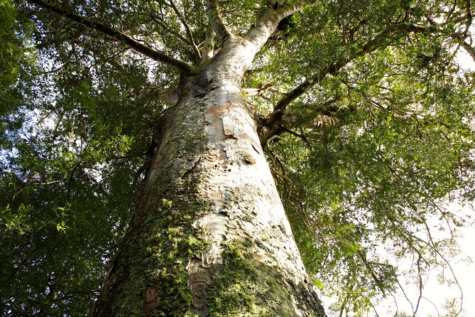 Kawiti Glow Worm Cave Tour & Opua Forest Walk - A four-hour outing from Waitangi Wharf