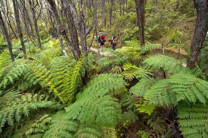 Kayak & Pitt Head Nature Loop - Guided Kayak & Unguided Walk - New Zealand - Key points at a glance