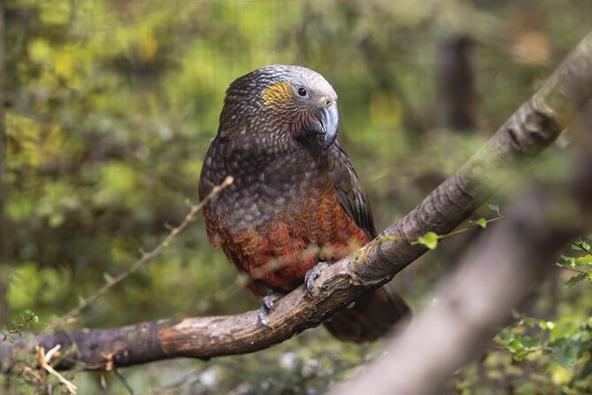 Kiwi Park Queenstown Admission - Meet the tuatara, then walk the native-bird trail