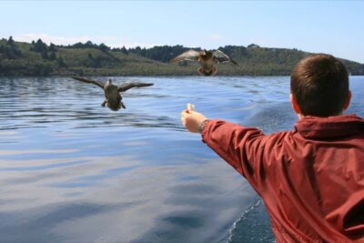 Lake Taupo: 1.5-Hour Māori Rock Carvings Cruise