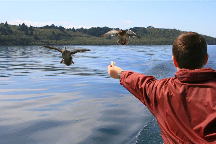 Lake Taupo: 1.5-Hour Māori Rock Carvings Cruise - Finding the boat at the Taupō Harbour