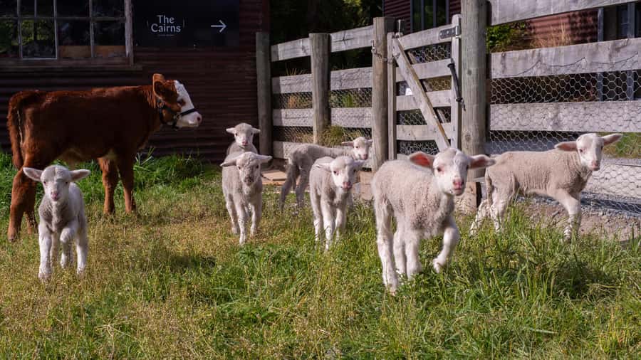 Lake Tekapo: Guided Petting Zoo Visit - A hands-on farm visit in Lake Tekapo