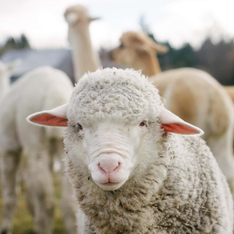 Lake Tekapo: Guided Petting Zoo Visit - Free time for another look