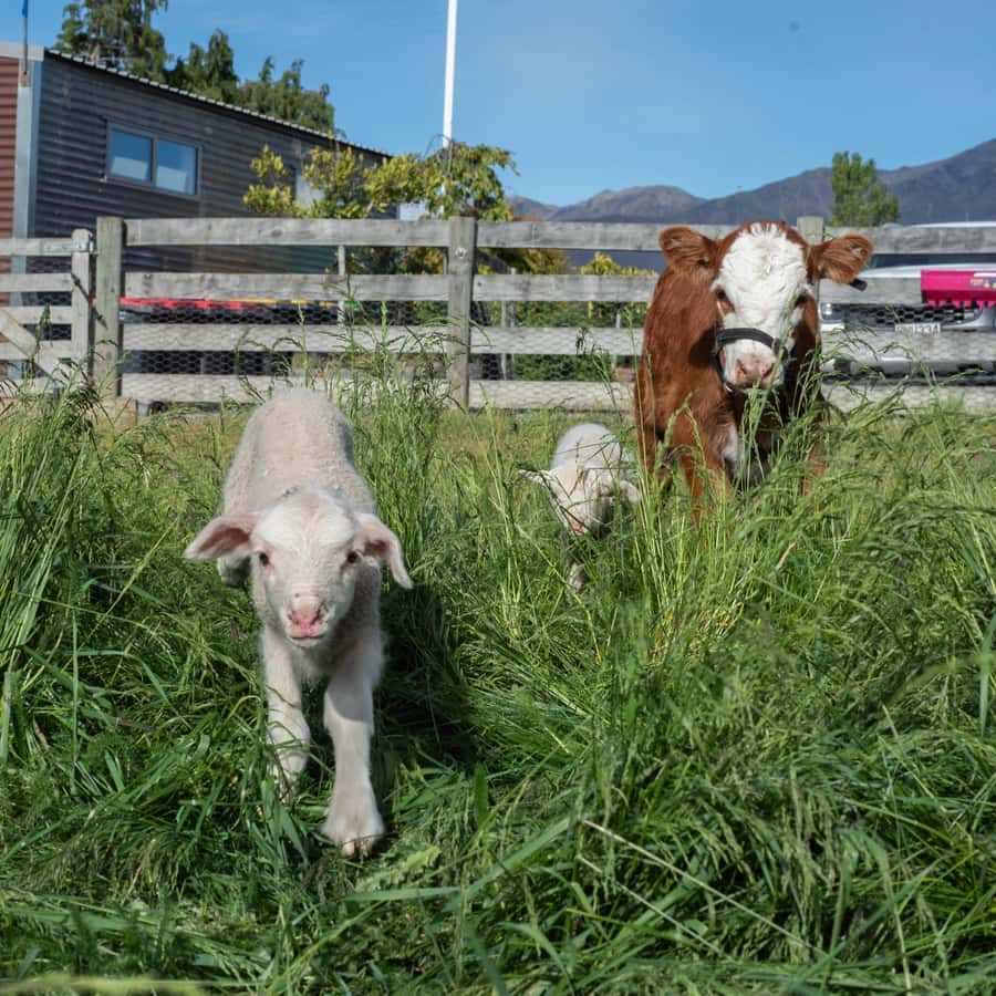 Lake Tekapo: Guided Petting Zoo Visit - What the guide adds