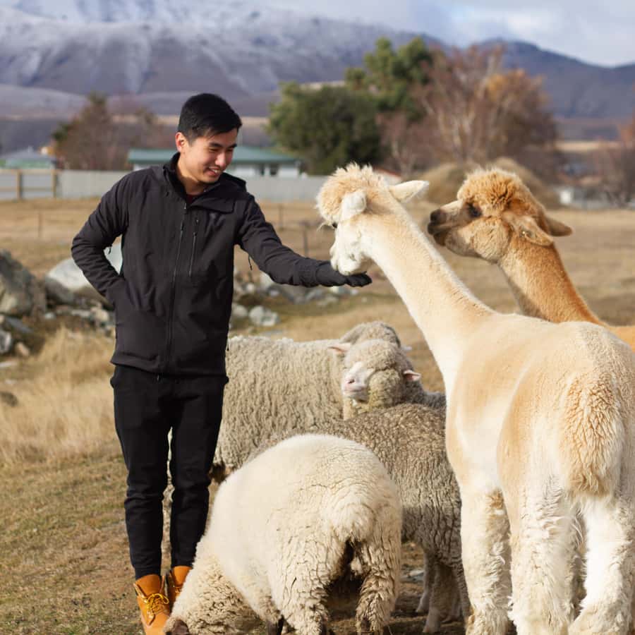 Lake Tekapo: Guided Petting Zoo Visit - Planning your visit at The Cairns Alpine Resort