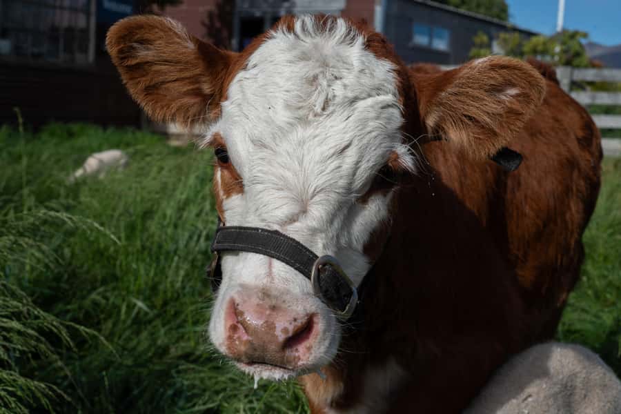 Lake Tekapo: Guided Petting Zoo Visit - A useful choice during lamb season