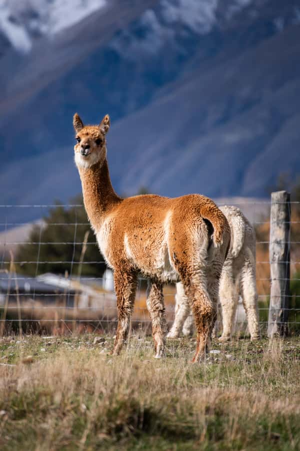 Lake Tekapo High Country Farm Tour (Carbon Positive) - Learning the farming story behind the views