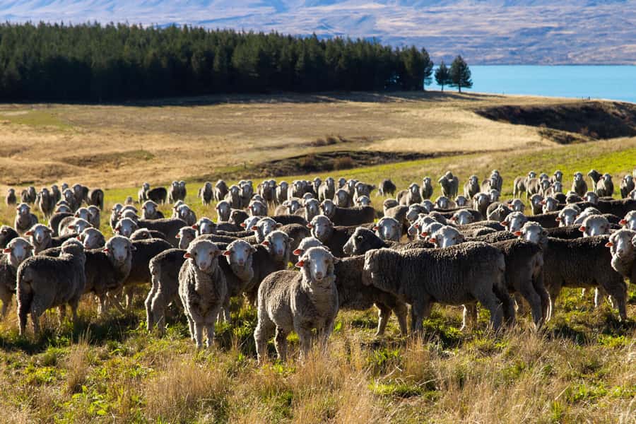 Lake Tekapo High Country Farm Tour (Carbon Positive) - Getting close to alpacas and farm animals