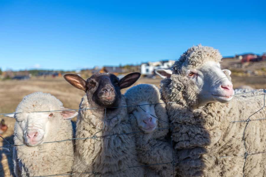 Lake Tekapo High Country Farm Tour (Carbon Positive) - Starting at 48a D’Archiac Drive