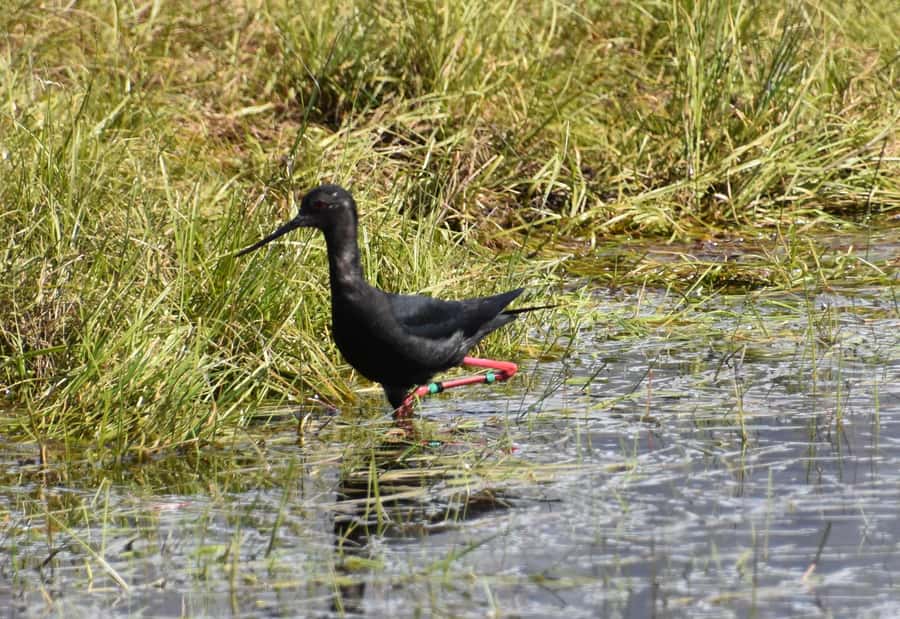 Lake Tekapo Scenic 4WD Cass Valley Wilderness Tour - Watching for black stilt and wrybill