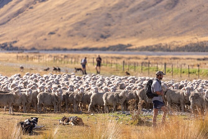 Lake Tekapo Scenic Wilderness Cass Valley Tour - How the guide shapes the afternoon