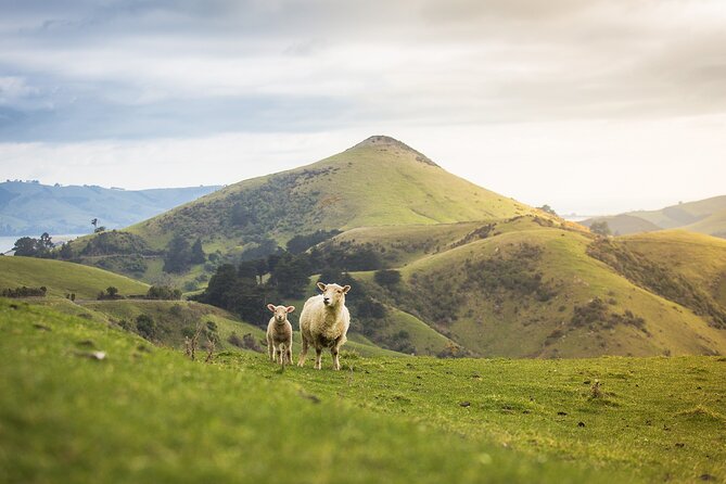 Larnach Castle Tour & Wildlife Cruise (Dunedin Shore Excursion) - What the $121.01 price really covers