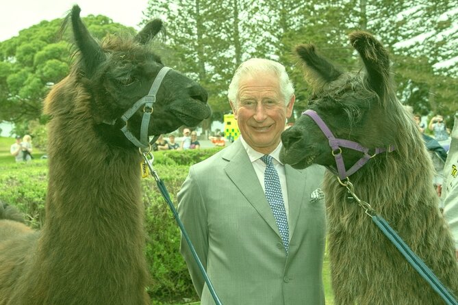 Llama Trek (Half-day) - Kaikoura Bay, Beaches & Seal Colony - Why this Kaikōura walk feels different