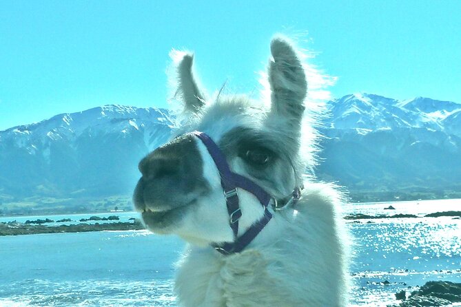 Llama Trek (Half-day) - Kaikoura Bay, Beaches & Seal Colony - Walking with your own llama along Kaikōura Bay