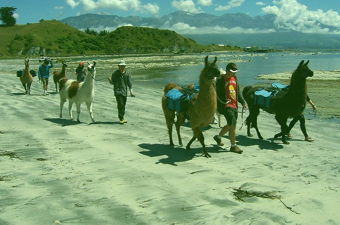 Llama Trek (Half-day) - Kaikoura Bay, Beaches & Seal Colony - Kaikōura’s beaches and mountain views