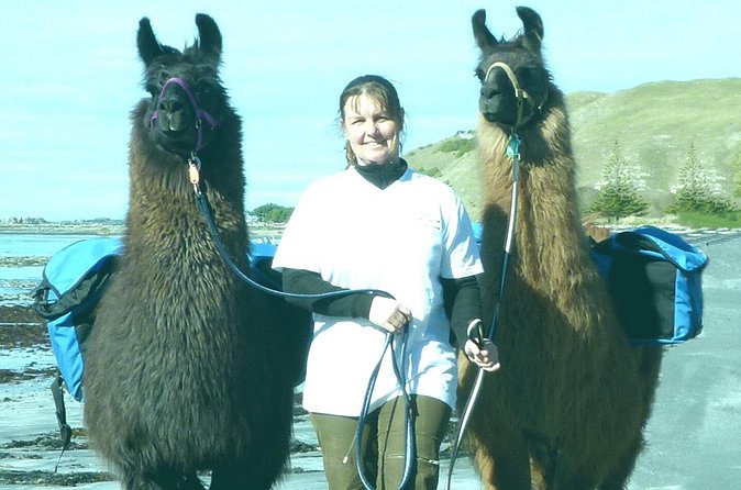 Llama Trek (Half-day) - Kaikoura Bay, Beaches & Seal Colony - Ohau Point Seal Colony: a short wildlife stop