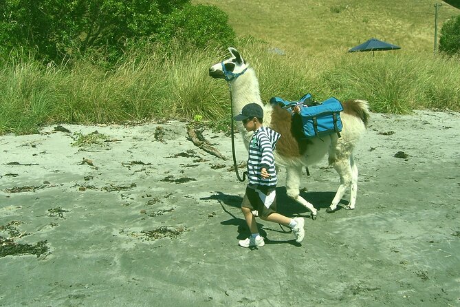 Llama Trek (Half-day) - Kaikoura Bay, Beaches & Seal Colony - What Kevin adds to the experience