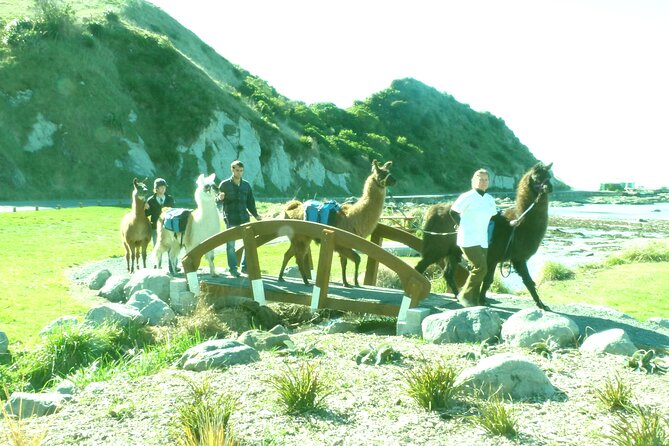 Llama Trek (Half-day) - Kaikoura Bay, Beaches & Seal Colony - Cake, coffee, and the value of $154.52